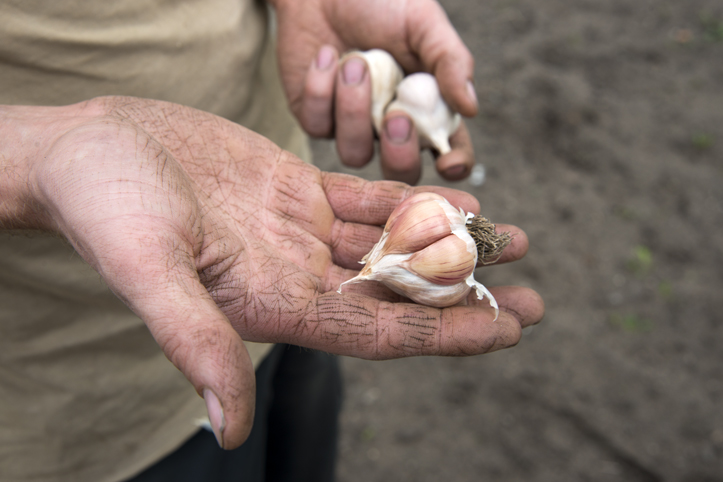 Bamberger Knoblauch_Stefan Abtmeyer_700.44.11 (2).jpg