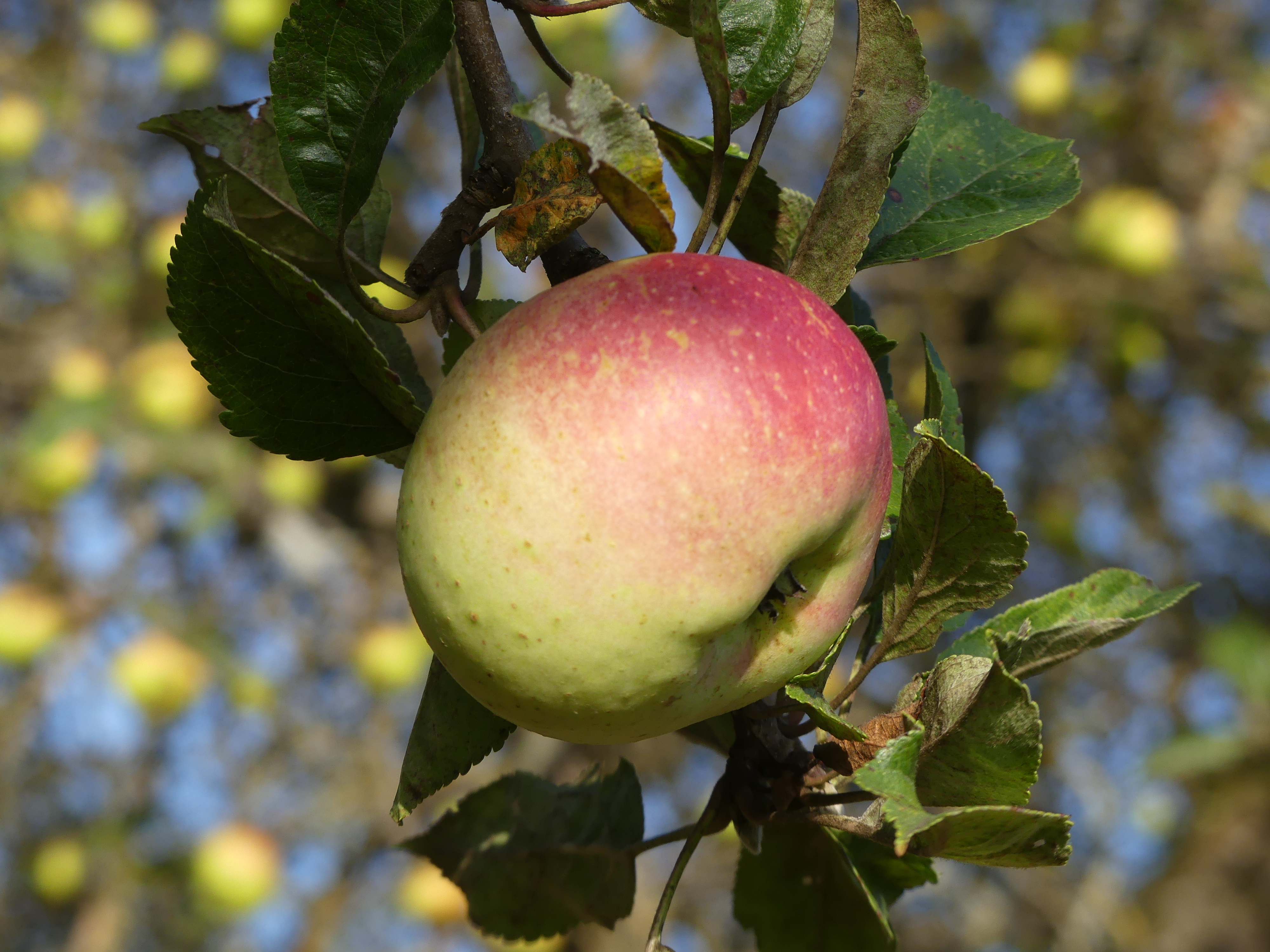 Bittenfelder Apfel, Schmidhausen, Sept. 2021.JPG