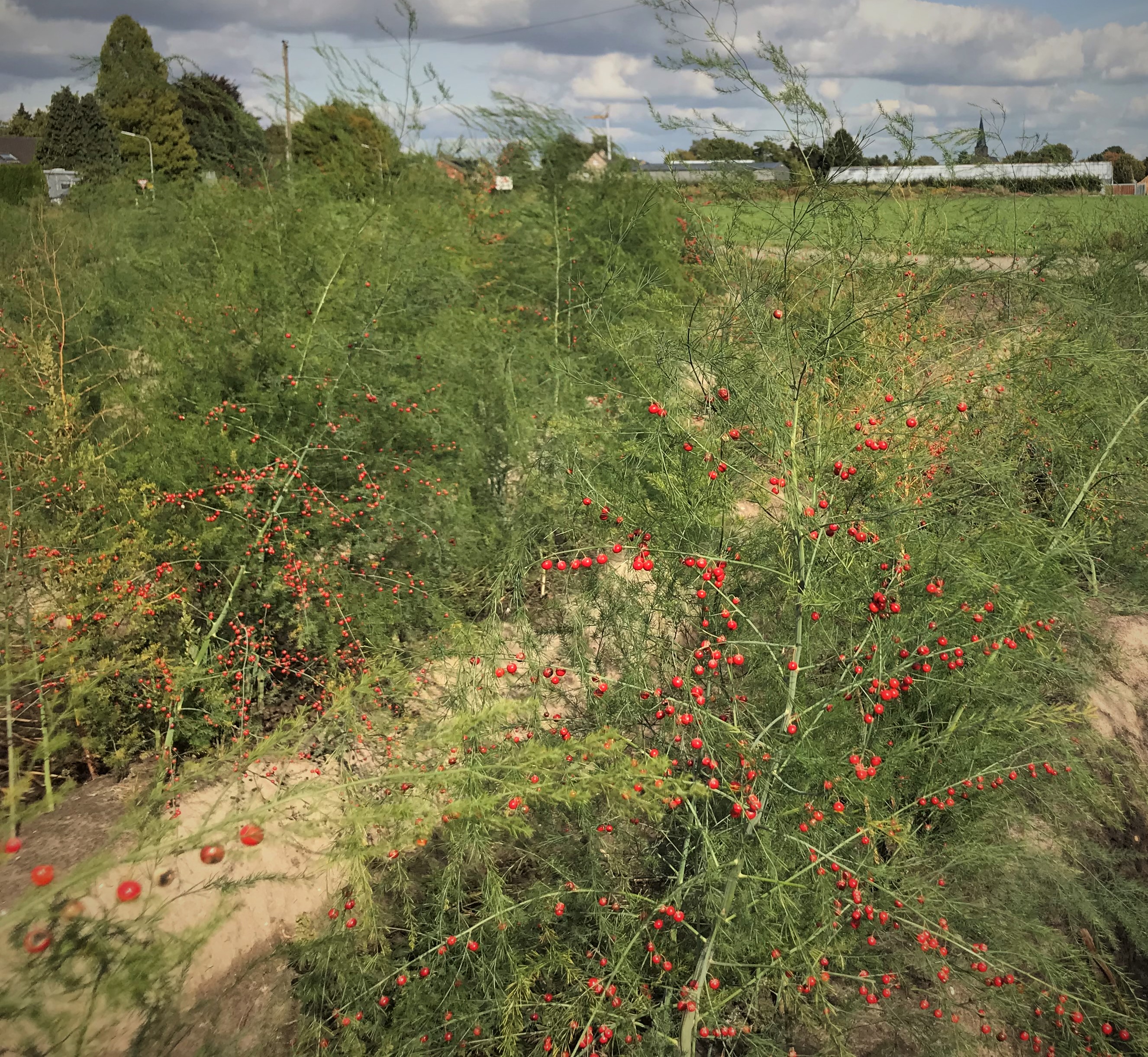 Huchels Leistungsauslese_Norbert_Deckers_Spargel mit Beeren_Sep2018_a2.jpeg