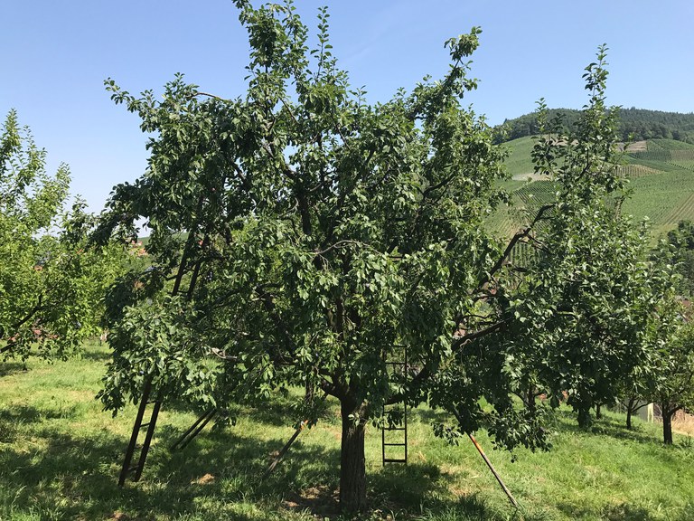 Bühler Frühzwetschge_Tina Schey_Baum mit Leitern.jpg