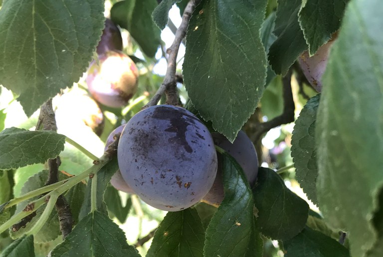 Bühler Frühzwetschge_Tina Schey_Früchte am Baum.jpg