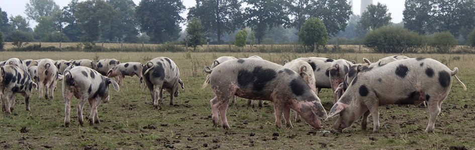 Buntes Bentheimer Schwein