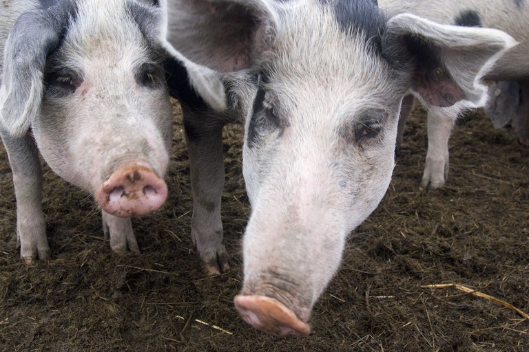 Buntes Bentheimer Schwein_Stefan Abtmeyer_700.08.01.jpg