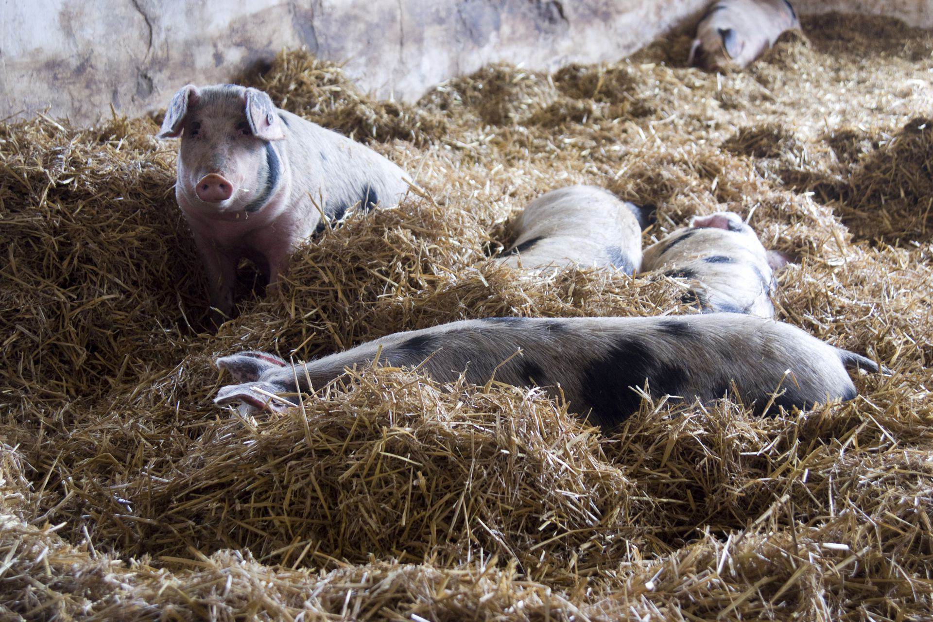 Buntes Bentheimer Schwein_Stefan Abtmeyer_700.08.19.jpg