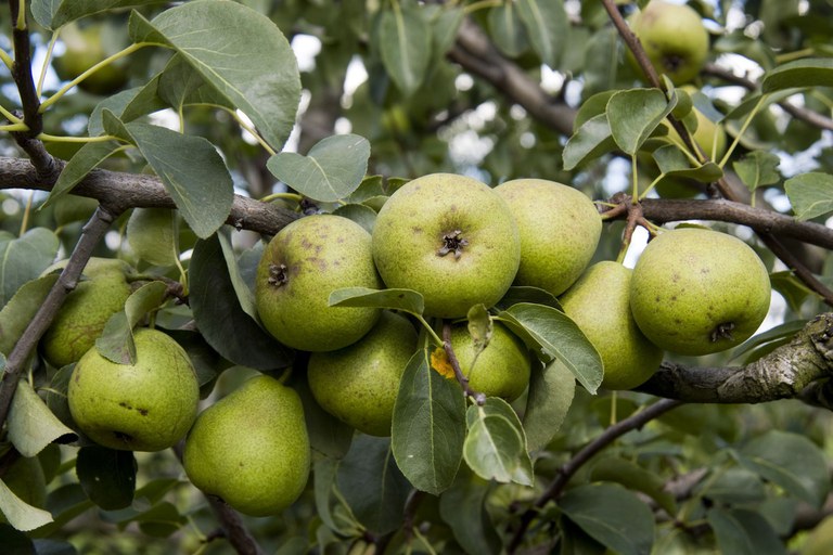 Schaumwein von der Champagner-Bratbirne_Stefan Abtmeyer_DSCF4284.jpg