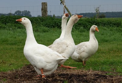Diepholzer Gans