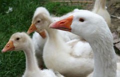 Diepholzer Gans