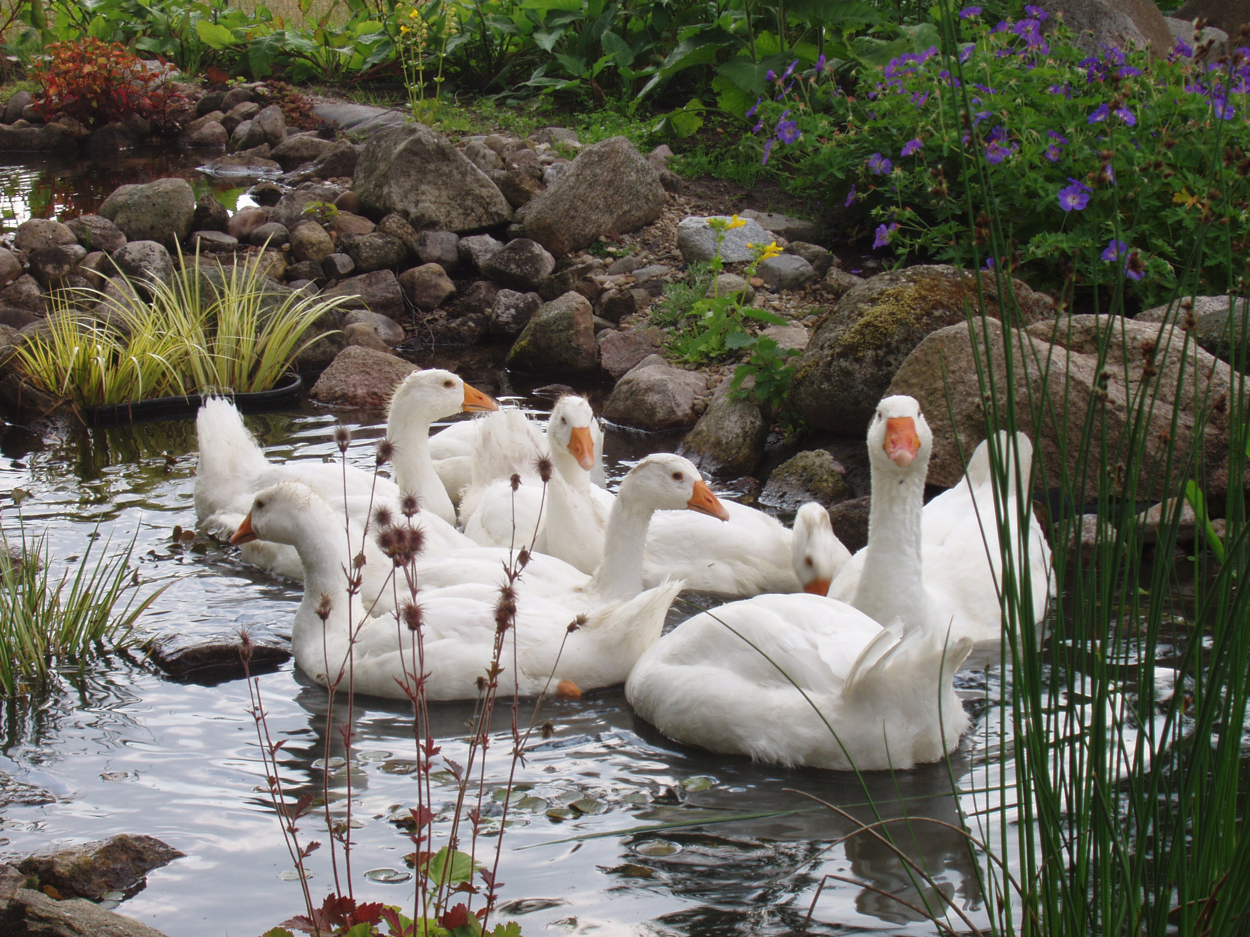 Diepholzer Gans_Wolbert Schnieders-Kokenge_Gänsefamilie am Bach.jpg