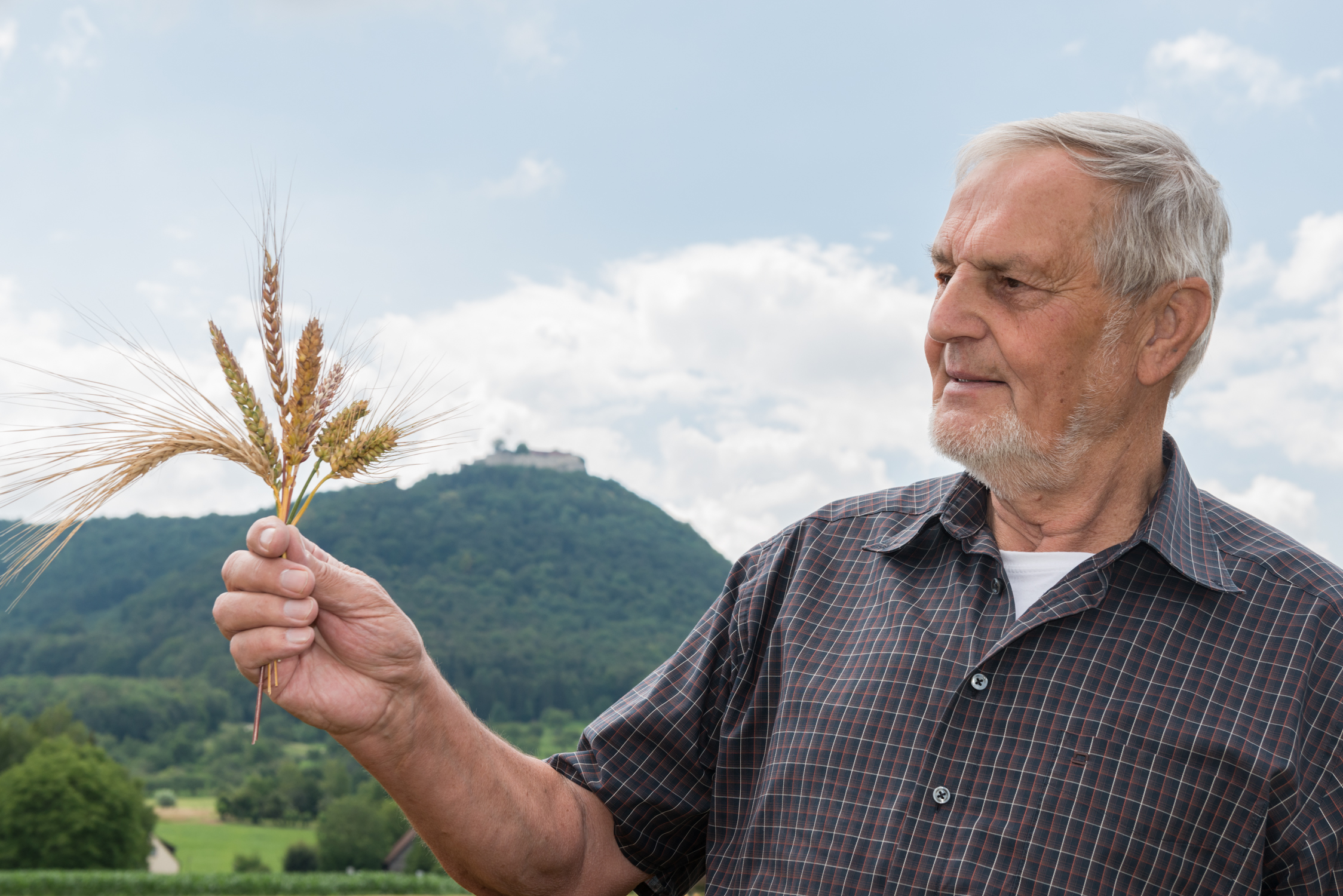 Binkelweizen_Dr. Michael Immendörfer_Prof-Sneyd-Binkel-Ähren-2018.jpg