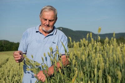 Binkelweizen_Dr. Michael Immendörfer_Prof-Sneyd-Binkel-Samtrot-Bestand-2019.jpg