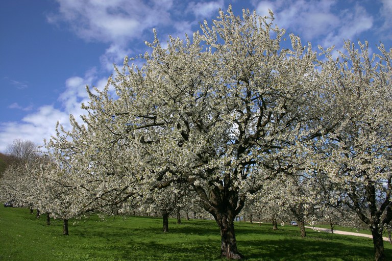 Ermstäler Knorpelkirsche_Grünflächenberatungsstelle LRA Reutlingen_3749.jpg