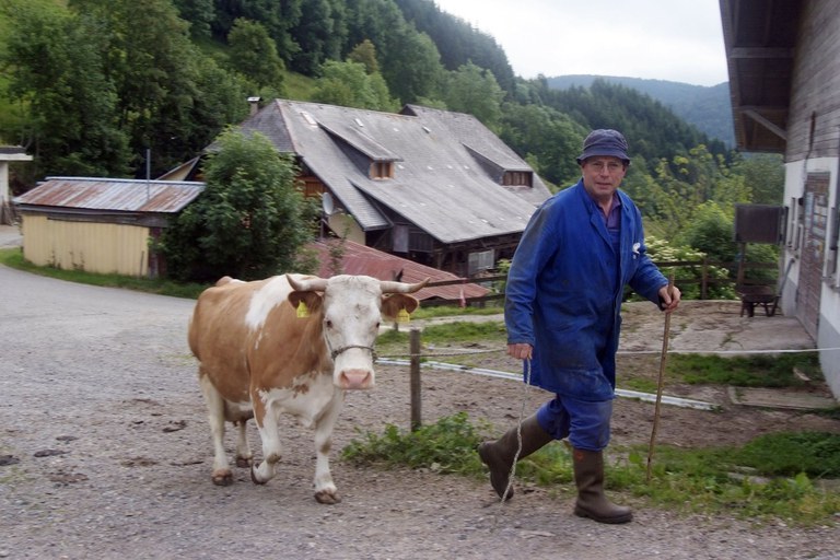 Hinterwälder Rind_Stefan Abtmeyer_700.16.02.jpg