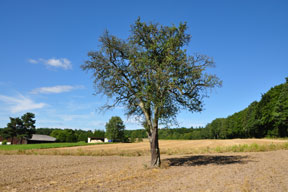 arche-arche_hutzeln_baum_288_3.jpg