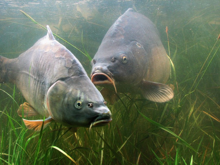 Karpfen_Lfl-Archiv Karpfenteichwirtschaft_Dubisch-Aquarium Mai 08.jpg