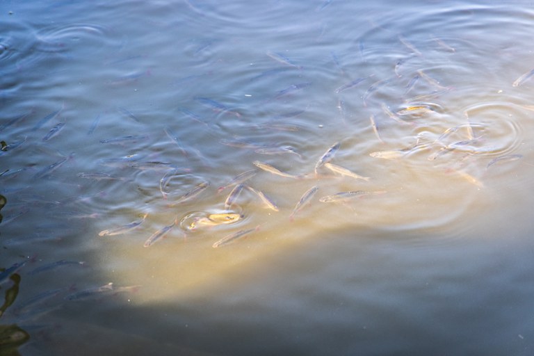 Karpfenteich (c) Ingo Hilger.jpg