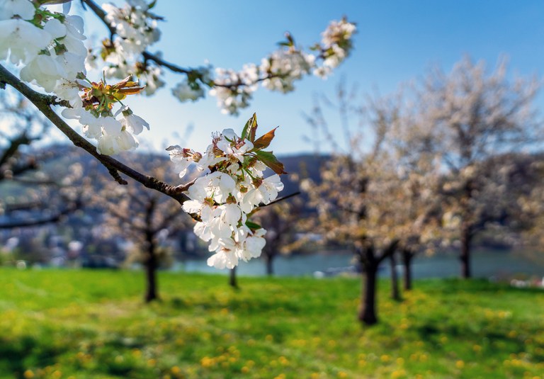 Mittelrheinkirschen_ZV-Welterbe_Katja-Verhoeven_1 Blüte.jpg