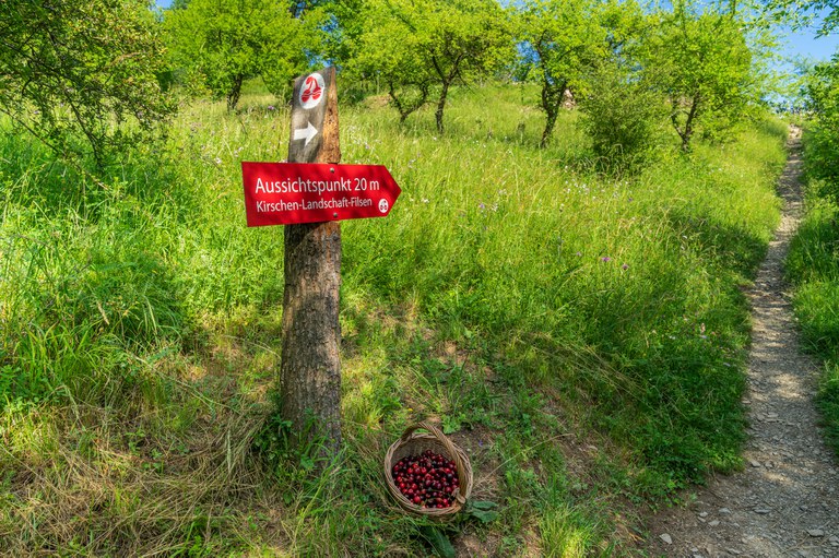 Mittelrheinkirschen_ZV-Welterbe_Katja Verhoeven_Kirschpfad 10.jpg