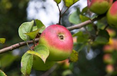 Lausitzer Nelkenapfel