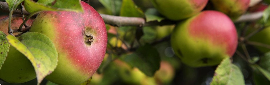 Lausitzer Nelkenapfel