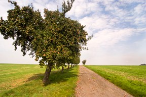 arche-laus_nelkenapfel_beschreib_abt_288_hoch.jpg