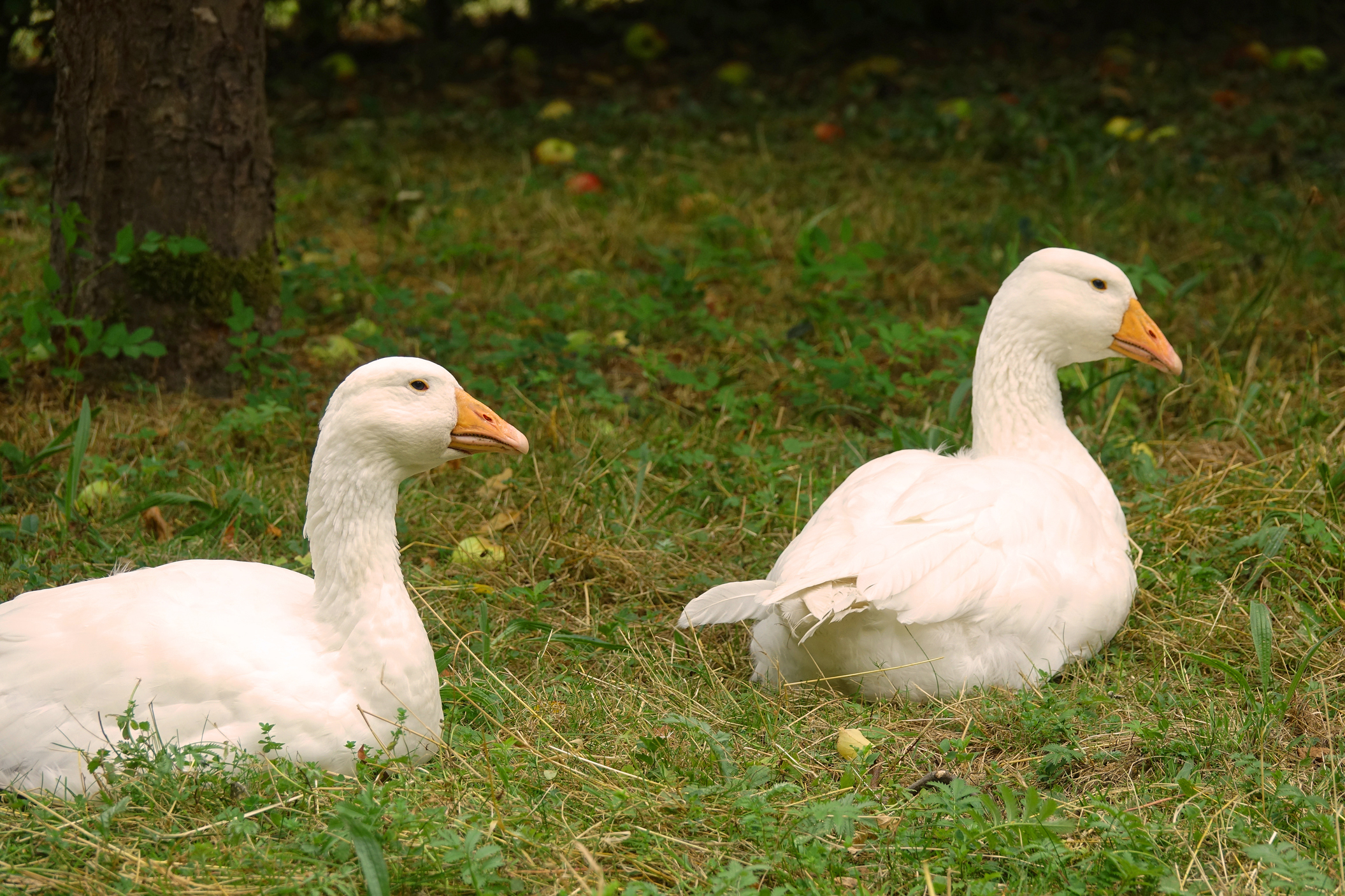 Landschaftsverband Westfalen Lippe Jähne_Lippegans_180729-FM-2.jpg