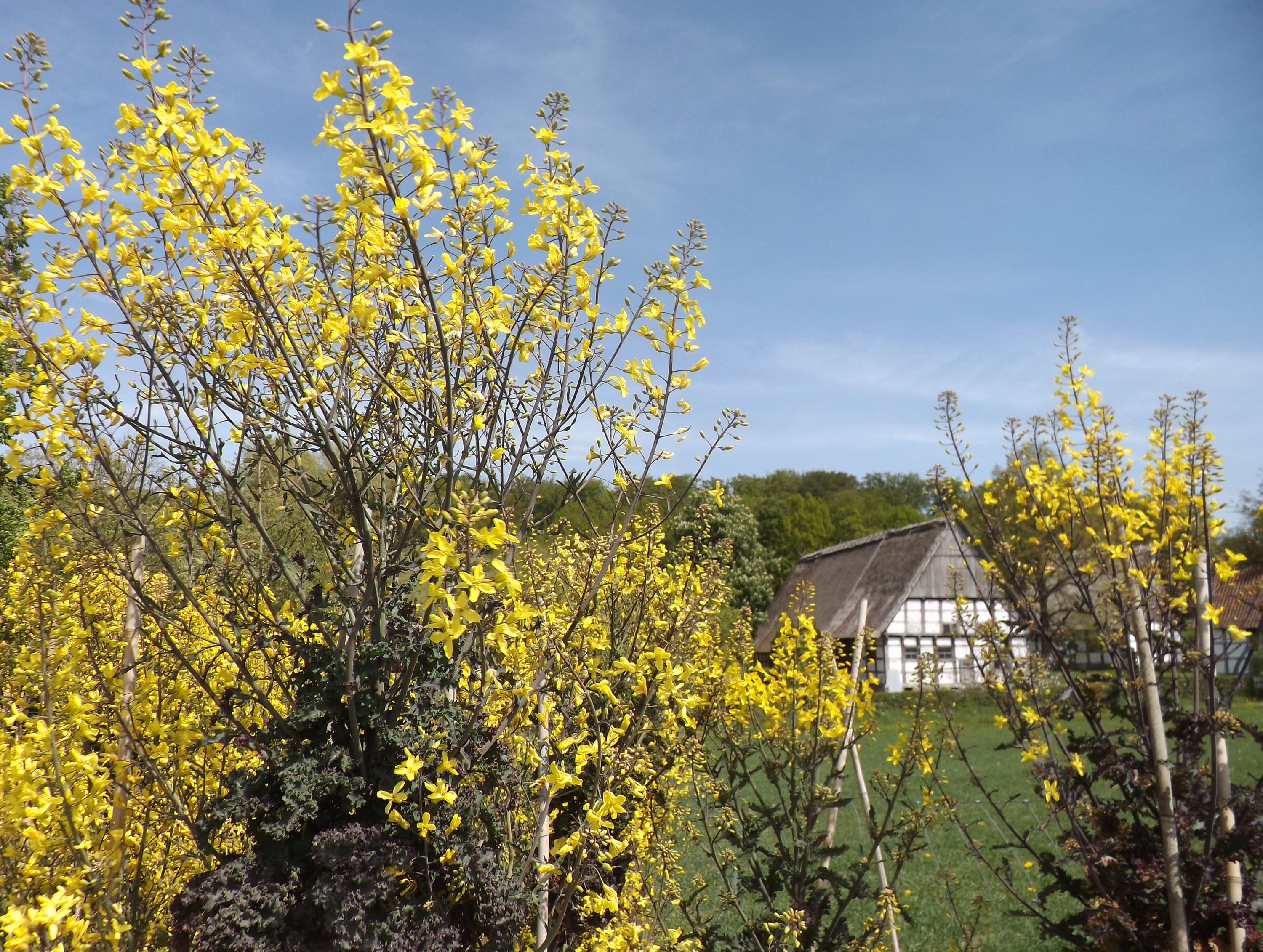 Lippische Palme_Landschaftsverband Westphalen-Lippe_DSCF0124.jpg