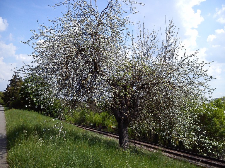 Luikenapfel_Matthias Braun_Blüte-1.jpg