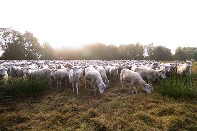 Moorschnucke (Diepholzer)