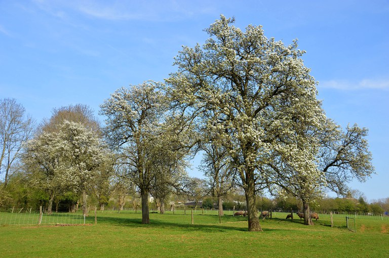 Münsterbirne_Hans-Jürgen Serwe_Blüte.jpg