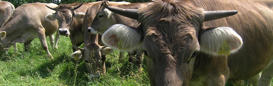 Original Braunvieh im Allgäu