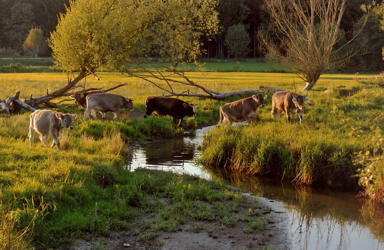 arche-weidelandschaft.jpg