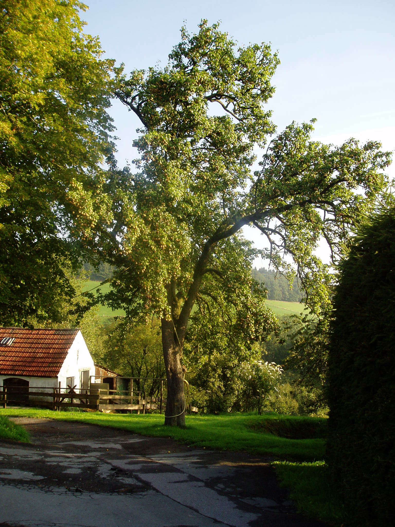 Plettenberger Herrenbirne_Volker Knipp_Birnbaum in Altena.jpg