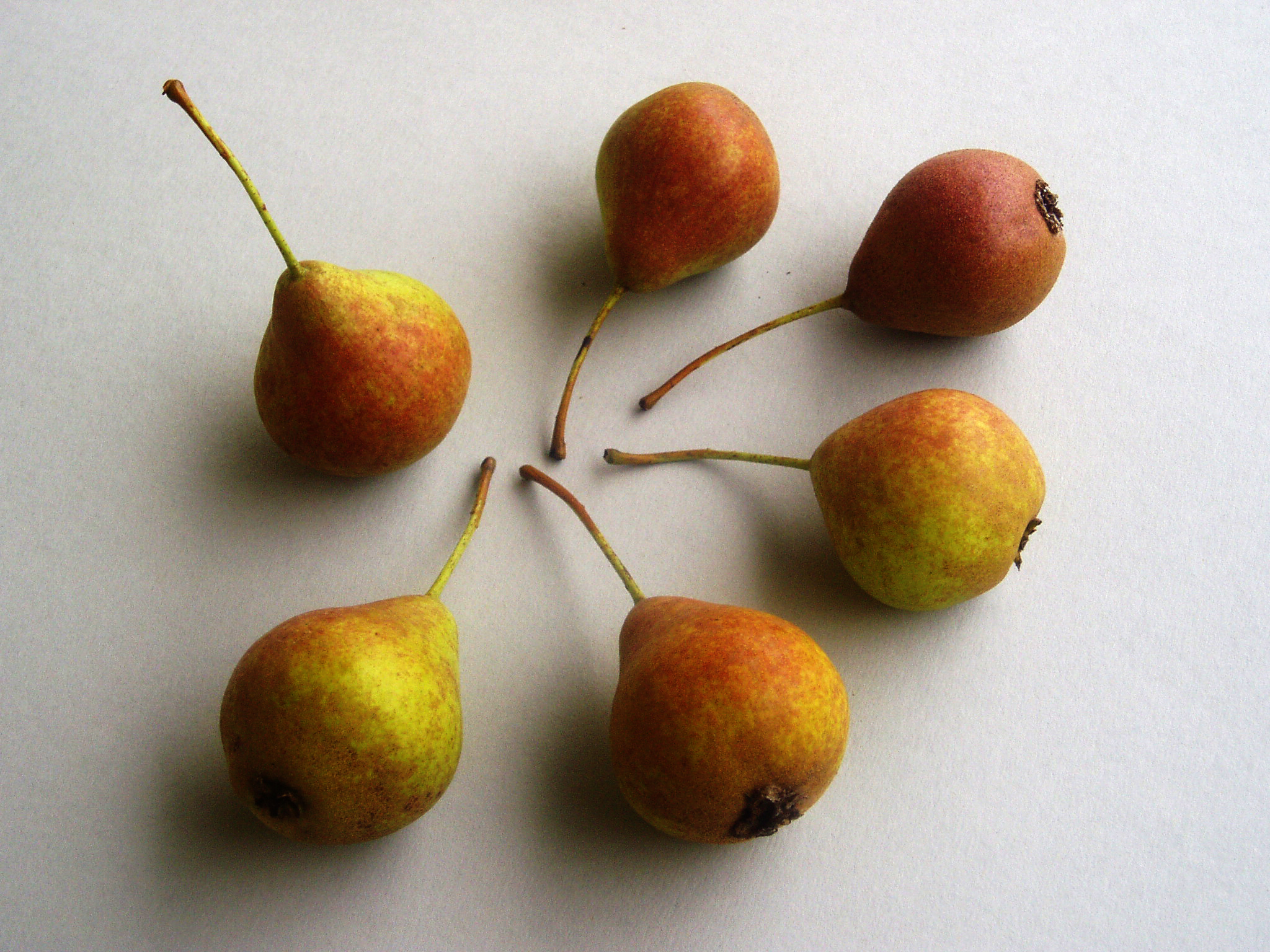 Plettenberger Herrenbirne_Volker Knipp_Birnen auf Papier.jpg
