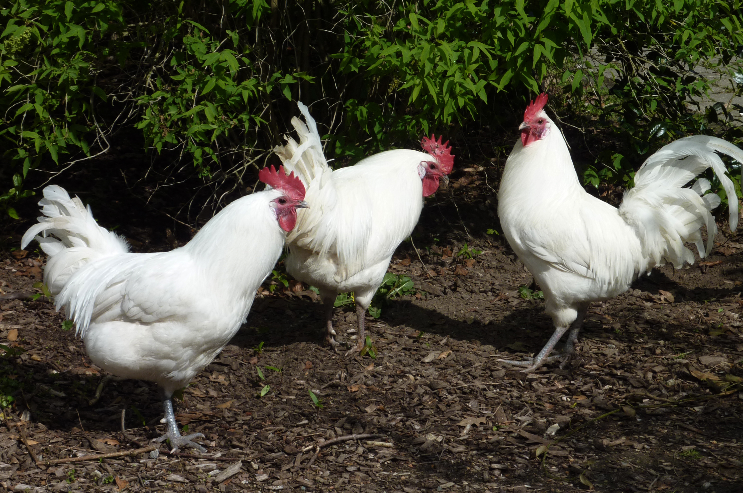 Ramelsloher Huhn_Margret Artzt_P1060477.jpg