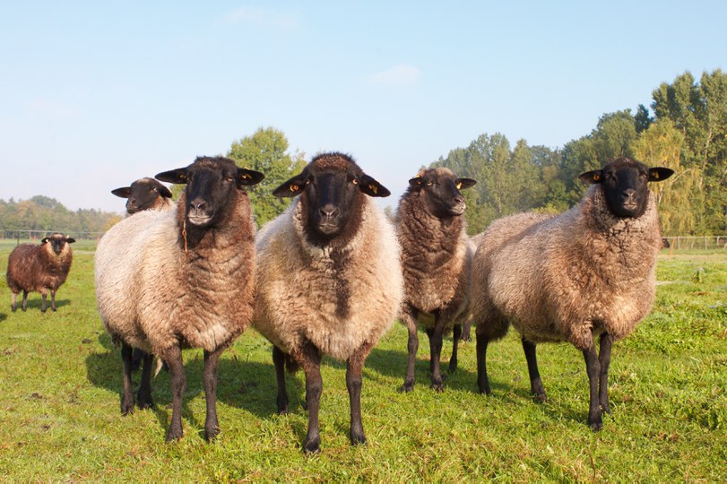 Das Rauhwollige Pommersche Landschaf – eine alte, robuste Schafrasse aus Norddeutschland Herde Rauhwolliger Pommerscher Landschafe mit schwarzem Kopf auf einer Weide