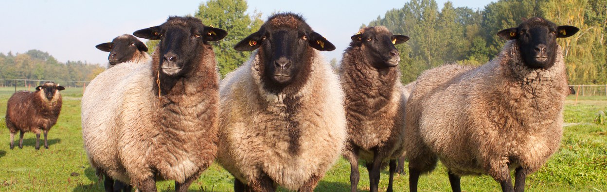 Rauhwolliges Pommersches Landschaf