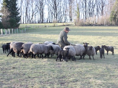 Arche-Passagier seit 2026: Ein Schäfer mit seinen Rauhwolligen Pommerschen Landschafen Schäfer mit Hut und seine Herde Rauhwolliger Pommerscher Landschafe auf einer Weide