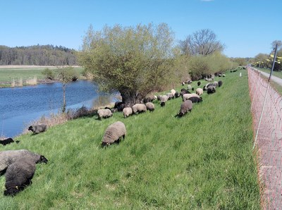 Arche-Passagier seit 2026: Als Deichschafe pflegen Rauhwollige Pommersche Landschafe die Grasnarbe und schützen so vor Erosion Herde Rauhwolliger Pommerscher Landschafe beim Grasen auf einem Deich am Wasser