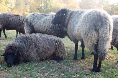Arche-Passagier seit 2026: Rauhwollige Pommersche Landschafe im Herbstlicht Rauhwollige Pommersche Landschafe auf einer herbstlichen Weide, eines liegend im Vordergrund