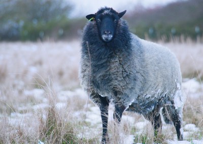 Arche-Passagier seit 2026: Das Rauhwollige Pommersche Landschaf trotzt auch winterlichen Bedingungen – eine robuste, alte Haustierrasse, die Verein Jordsand zur Landschaftspflege einsetzt Rauhwolliges Pommersches Landschaf mit dunklem Kopf auf einer winterlichen, teils schneebedeckten Wiese