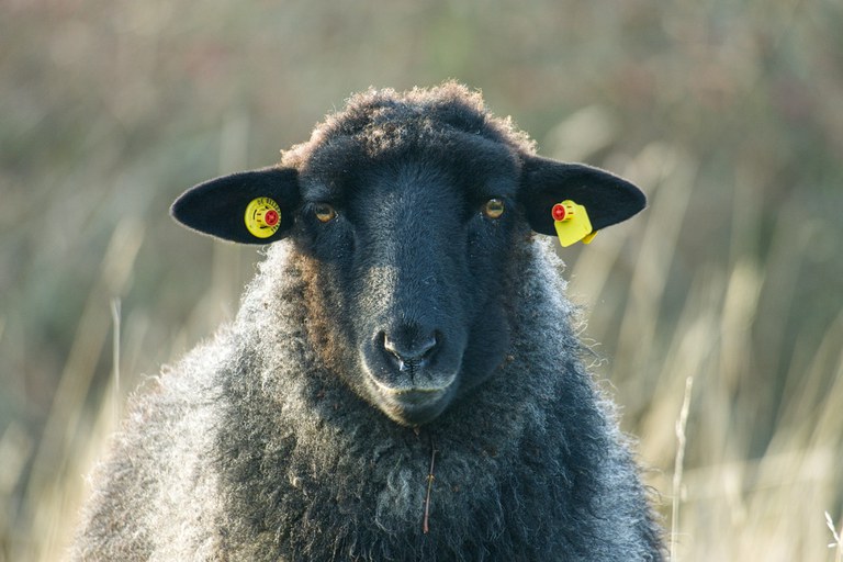 Foto Verein Jordsand Rauhwolliges Pommersches Landschaf_Verein Jordsand_8.jpg