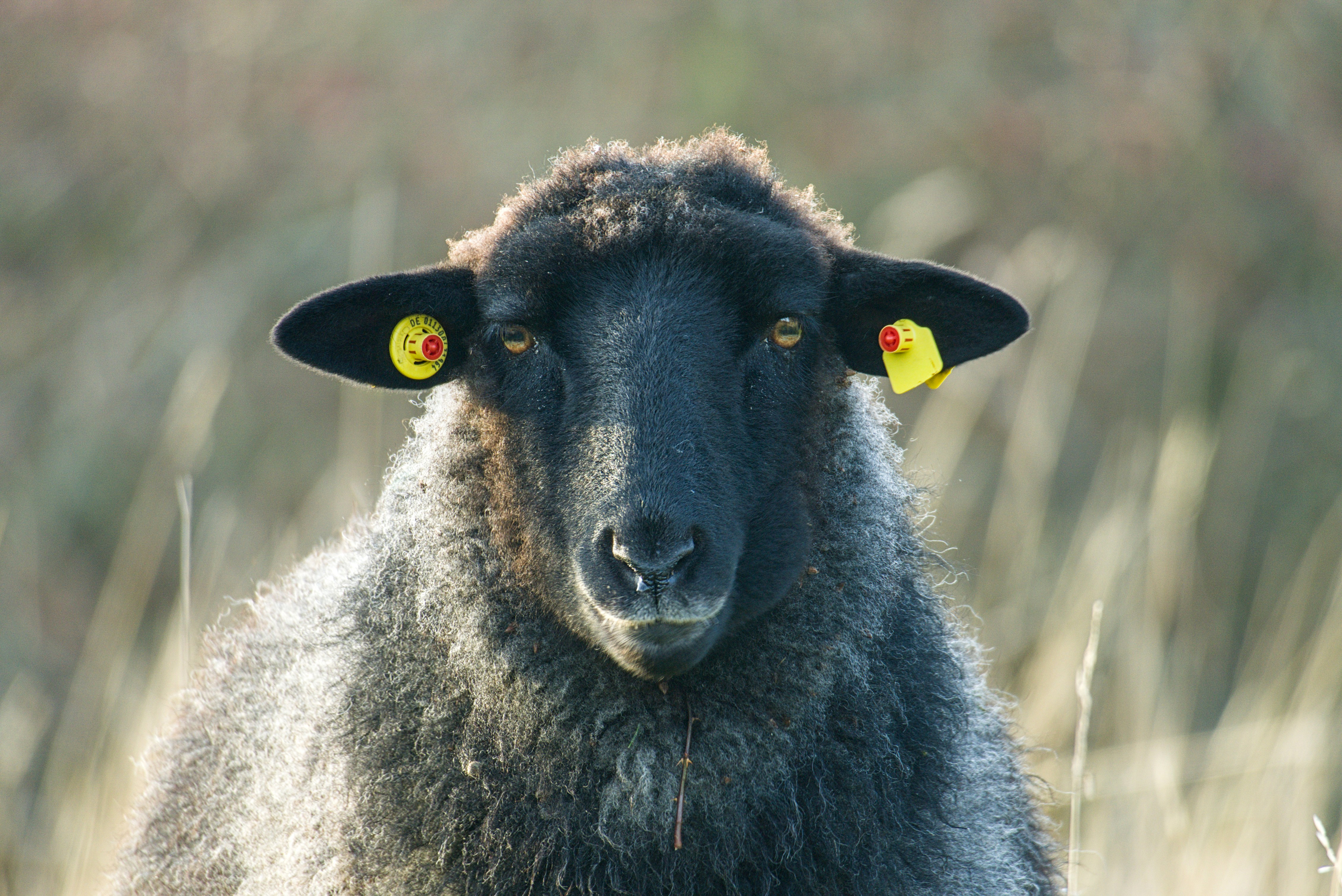 Rauhwolliges Pommersches Landschaf_Verein Jordsand_8.jpg