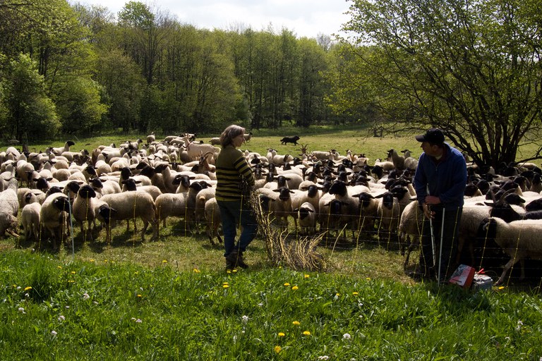 Rhönschaf_Stefan Abtmeyer__DSF8725.jpg