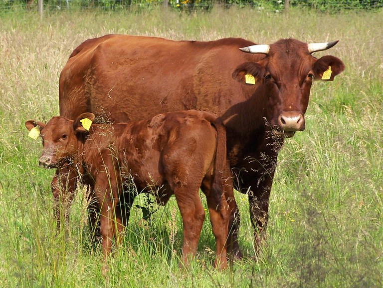 Rotes Höhenvieh_Ulrich Schlette_Weserbergland_Kuh mit Kalb2.jpg