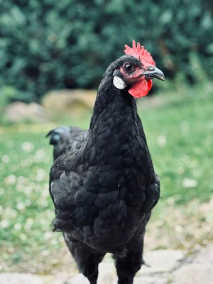 Sachsenhuhn