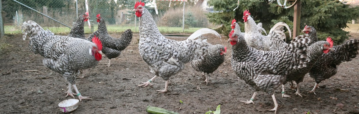 Sachsenhuhn