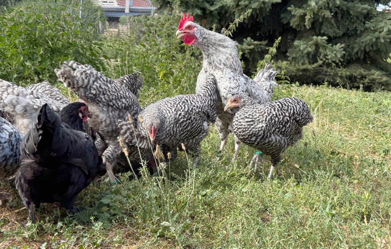 Sachsenhuhn_Julia Bageritz_4.jpg Sachsenhuhn_Julia Bageritz_4.jpg