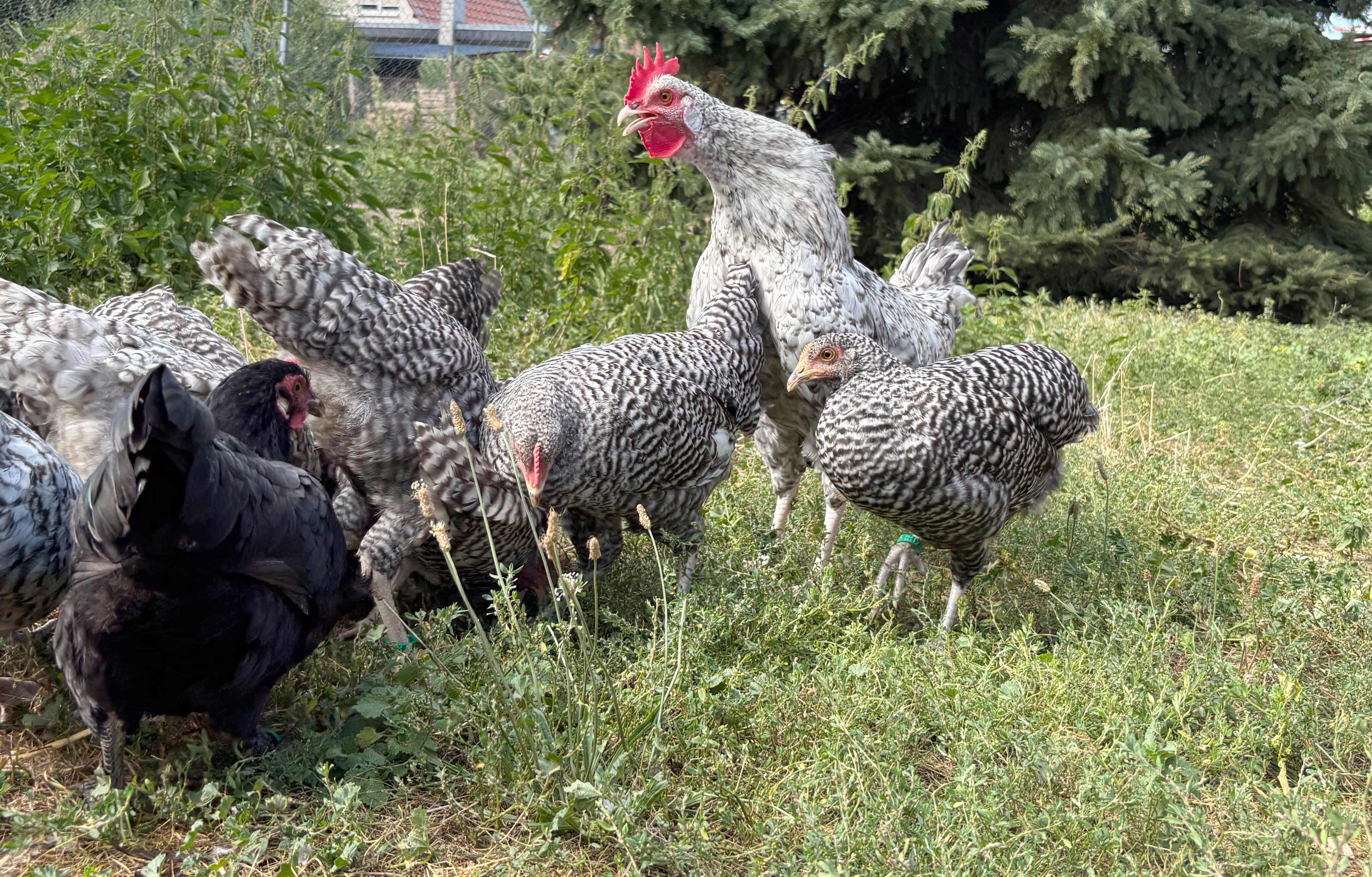 Sachsenhuhn_Julia Bageritz_4.jpg