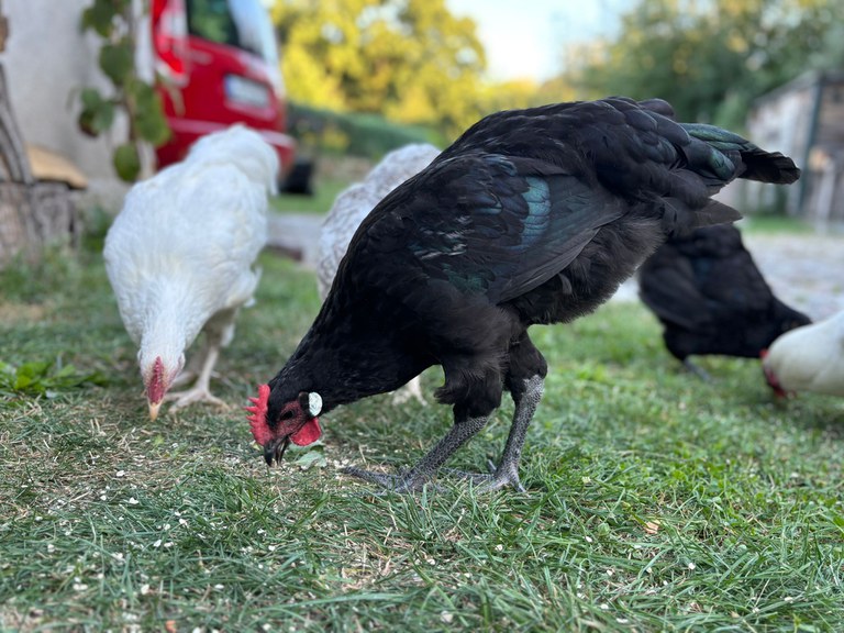 Sachsenhuhn_Thomas Marbach.jpeg Sachsenhuhn_Thomas Marbach.jpeg