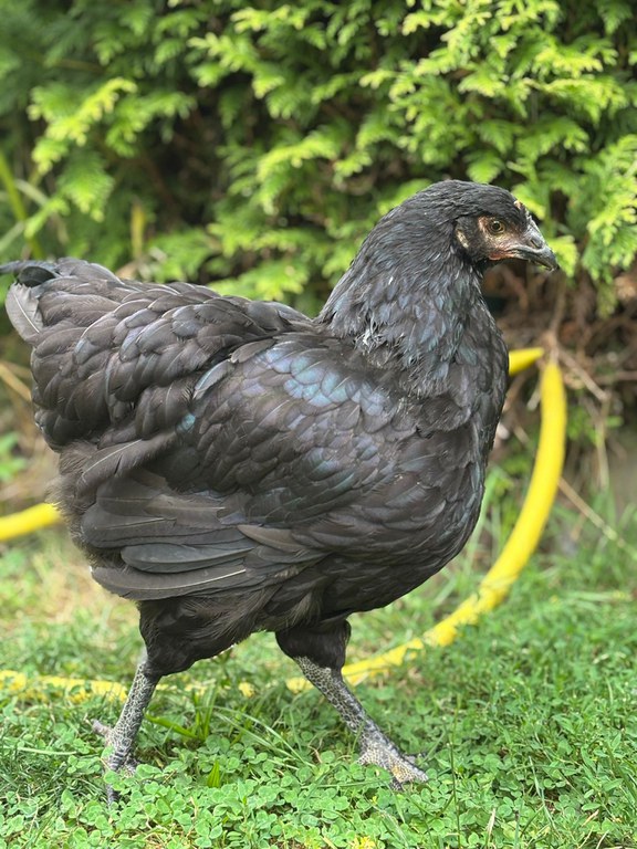 Sachsenhuhn_Thomas Marbach_schwarze Henne.jpg Sachsenhuhn_Thomas Marbach_schwarze Henne.jpg